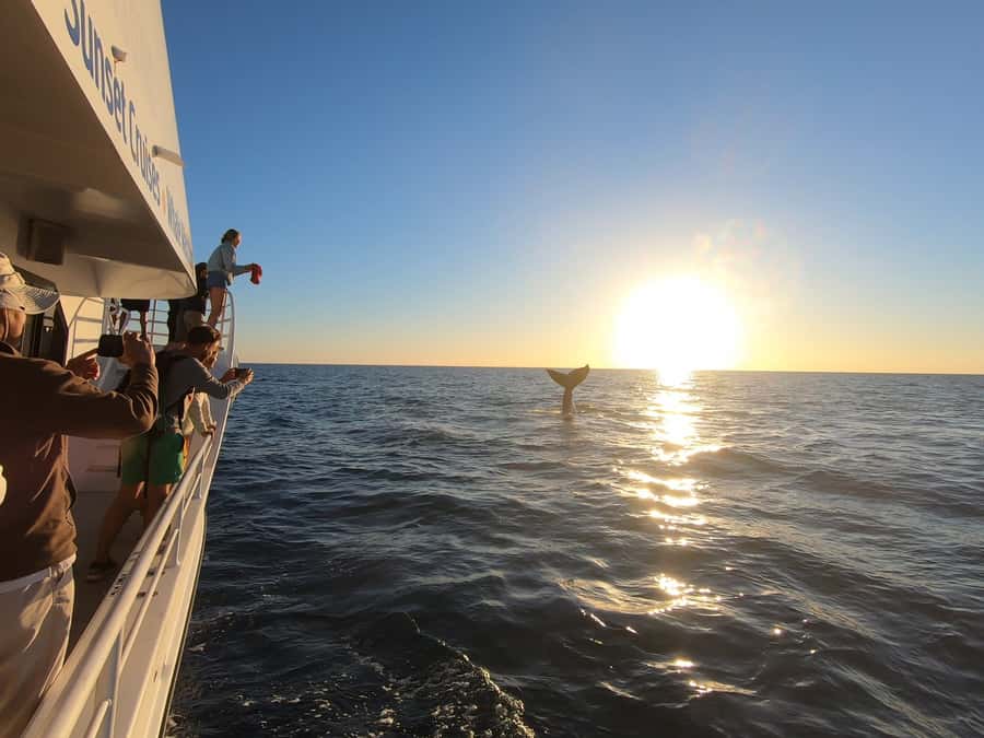 Hervey Bay: Half-Day Whale Watching Cruise with Meal - Who Will Get the Most from This Cruise
