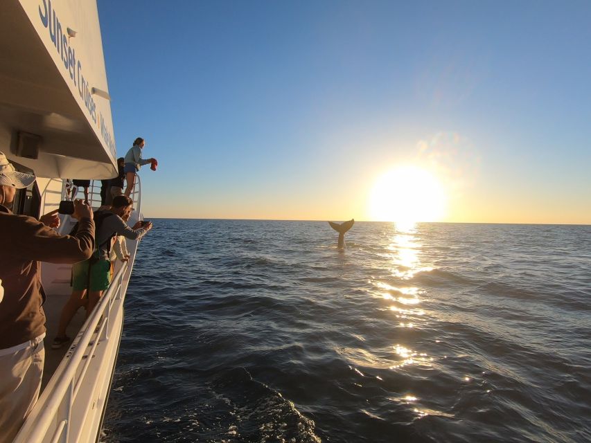 Hervey Bay: Half-Day Whale Watching Cruise with Meal - Getting the Most from Your Four Hours