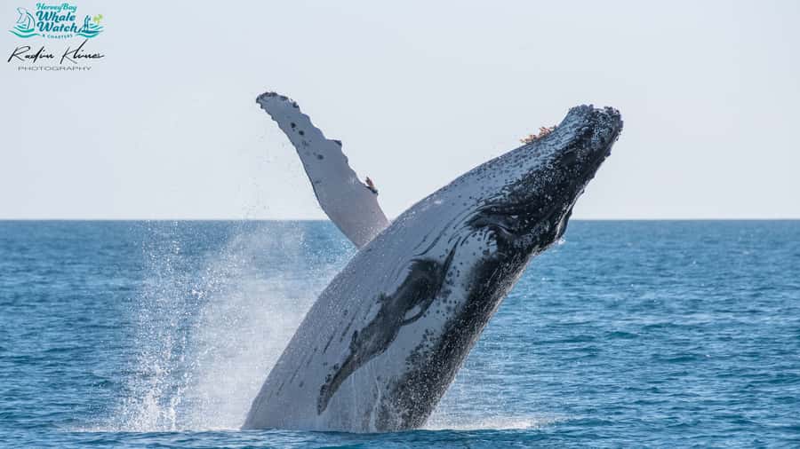 Hervey Bay: Humpback Whale-Watching Half-Day Cruise - Quick points before you book