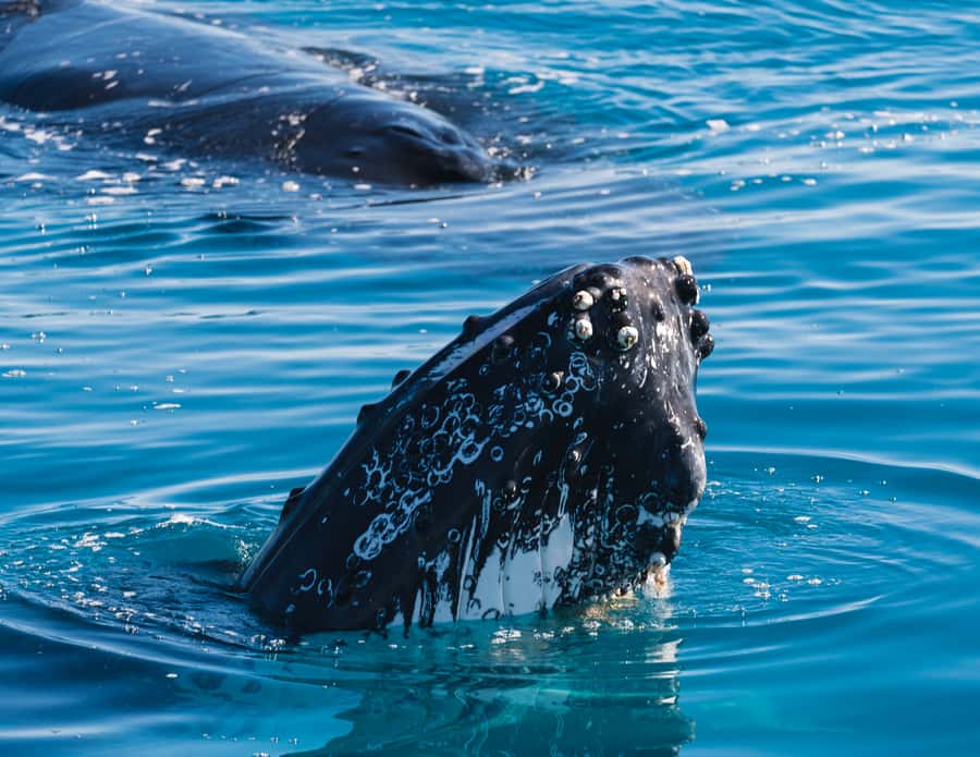 Hervey Bay: Humpback Whale-Watching Half-Day Cruise - Finding the humpbacks around Hervey Bay