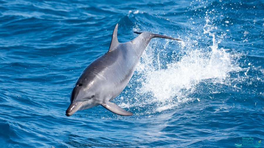 Hervey Bay: Humpback Whale-Watching Half-Day Cruise - The optional chance to swim with whales