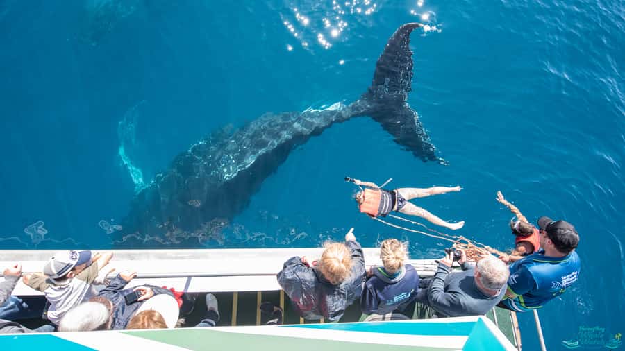 Hervey Bay: Humpback Whale-Watching Half-Day Cruise - Food, drinks, and the four-hour timing