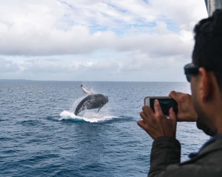 Hervey Bay: Humpback Whale-Watching Half-Day Cruise - Is $84 good value?