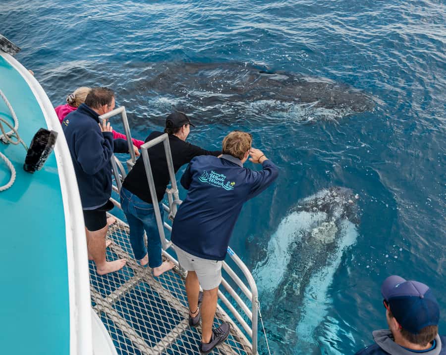 Hervey Bay: Humpback Whale-Watching Half-Day Cruise - The first part of the cruise: open water and Fraser Island views