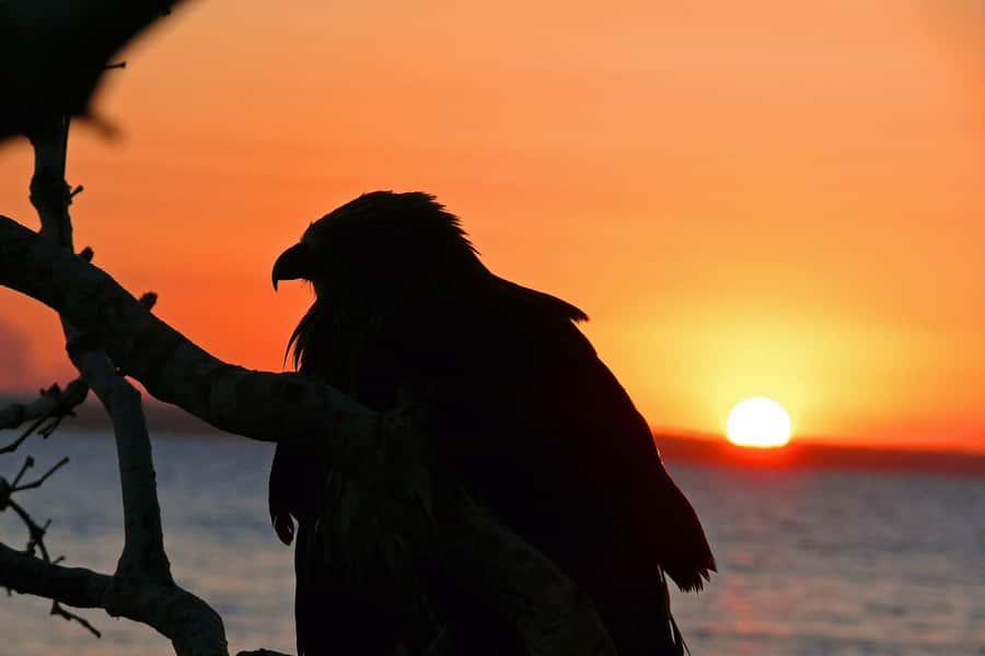 Hervey Bay: Relaxing Sunset Cruise with Champagne and Prawns - A gentle cruise through the Great Sandy Marine Park
