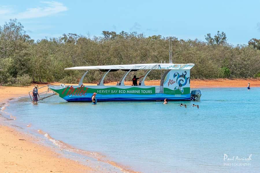 Hervey Bay: Turtle Discovery Eco Tour - Key points at a glance