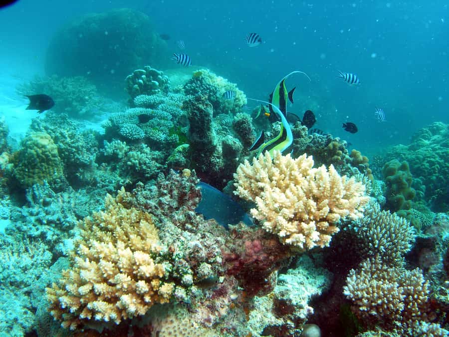 Hervey Bay: Turtle Discovery Eco Tour - Cruising the Great Sandy Strait by glass-bottom boat
