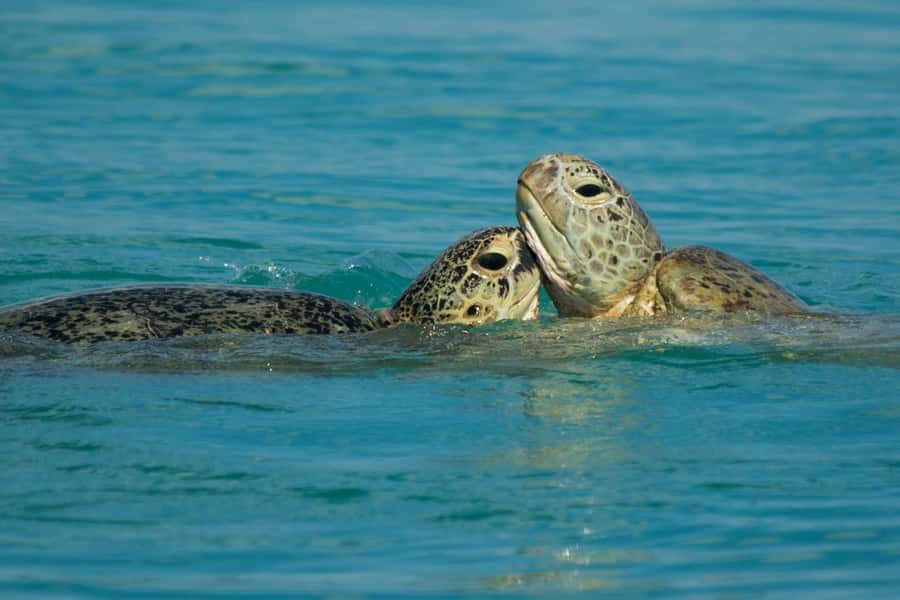 Hervey Bay: Turtle Discovery Eco Tour - Swimming, snorkeling, and beach time