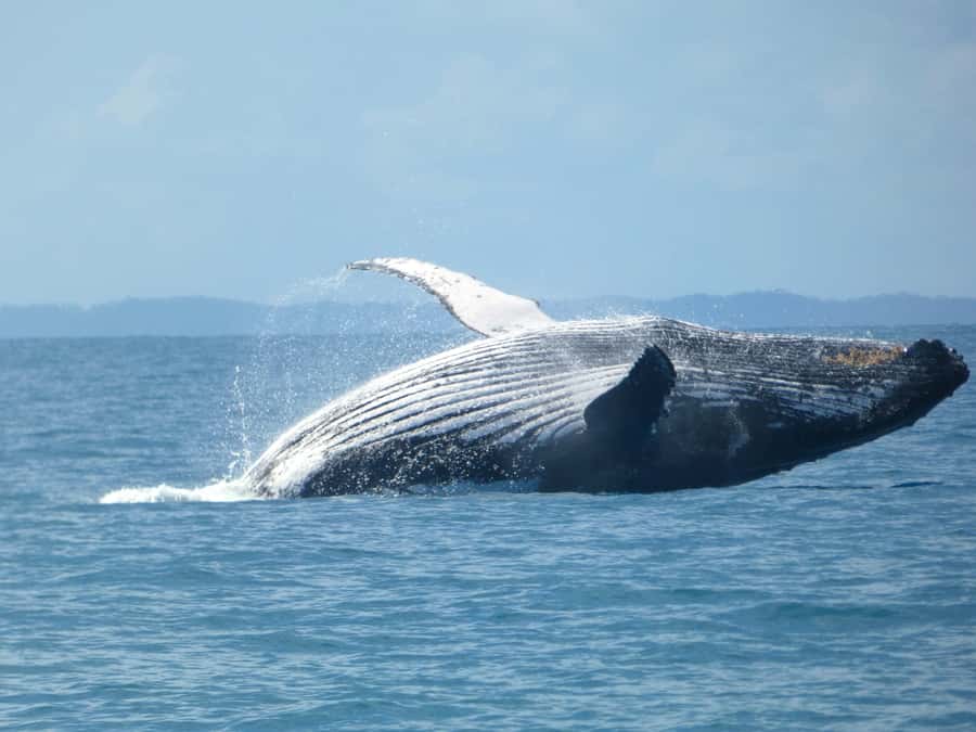 Hervey Bay: Ultimate Whale Watching Experience - Key points to know before booking