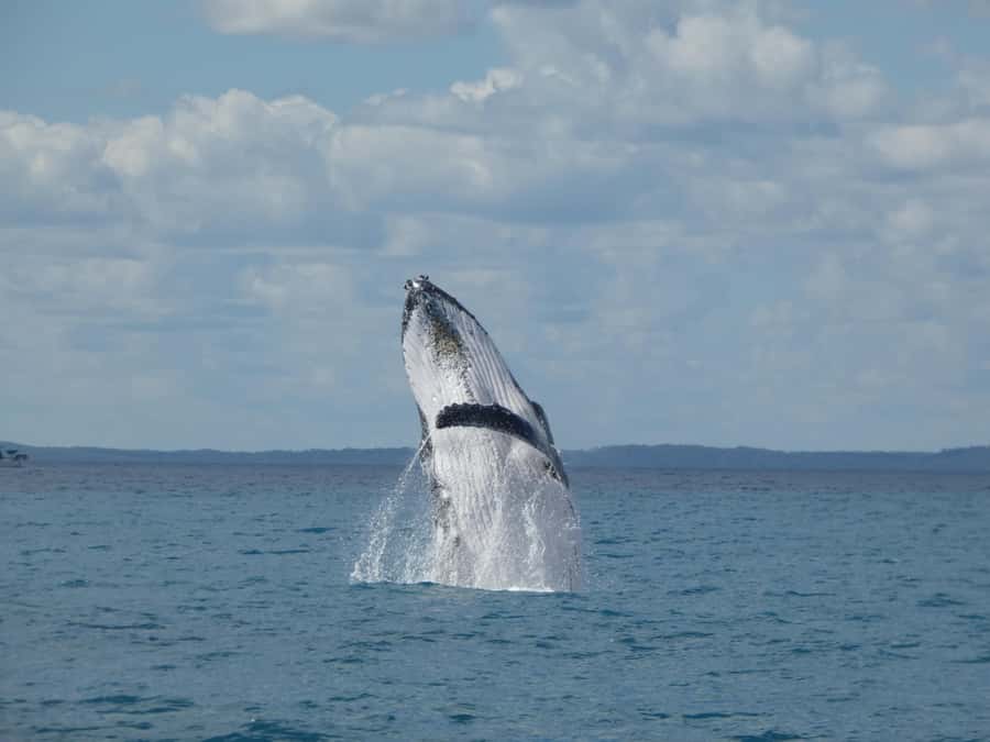 Hervey Bay: Ultimate Whale Watching Experience - Leaving Great Sandy Straits Marina in Urangan