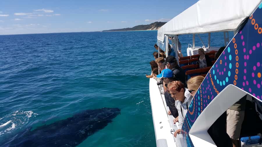 Hervey Bay: Ultimate Whale Watching Experience - Watching whales from a water-level seat