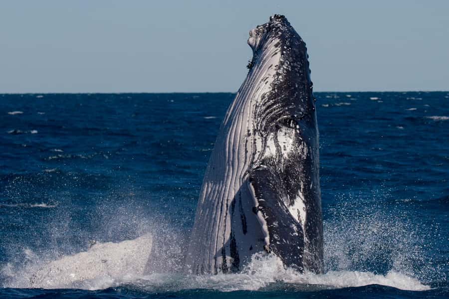 Hervey Bay: Ultimate Whale Watching Experience - Hearing humpbacks through underwater hydrophones