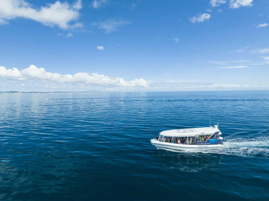 Hervey Bay: Ultimate Whale Watching Experience - What the marine science adds