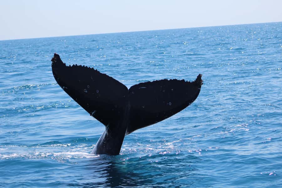 Hervey Bay: Ultimate Whale Watching Experience - Comfort, weather, and the return ride