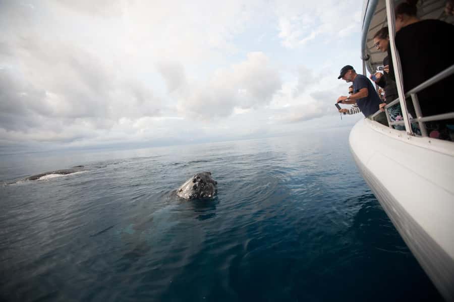 Hervey Bay: Ultimate Whale Watching Experience - Is $84 good value?