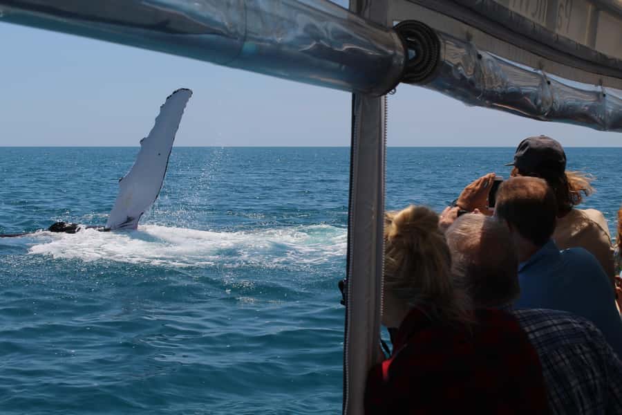 Hervey Bay: Ultimate Whale Watching Experience - Who should book this whale watch?