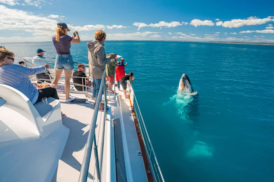 Hervey Bay Whale Odyssey Cruise - Key things to know before booking