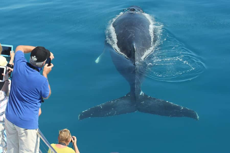 Hervey Bay Whale Odyssey Cruise - Why six hours matters in Hervey Bay