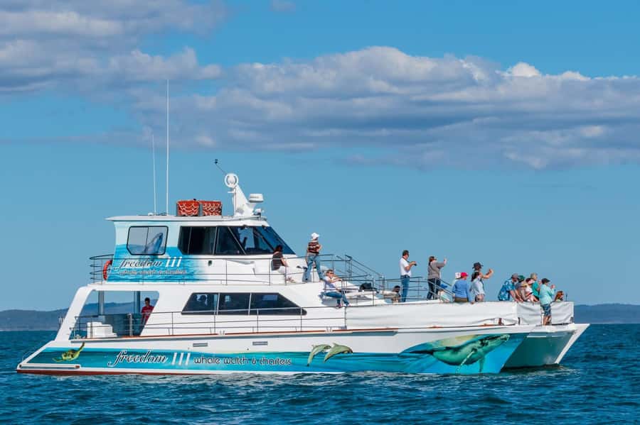 Hervey Bay Whale Odyssey Cruise - Watching humpbacks in their annual rest stop
