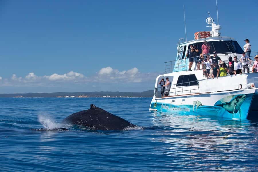 Hervey Bay Whale Odyssey Cruise - Freedom’s three levels of viewing
