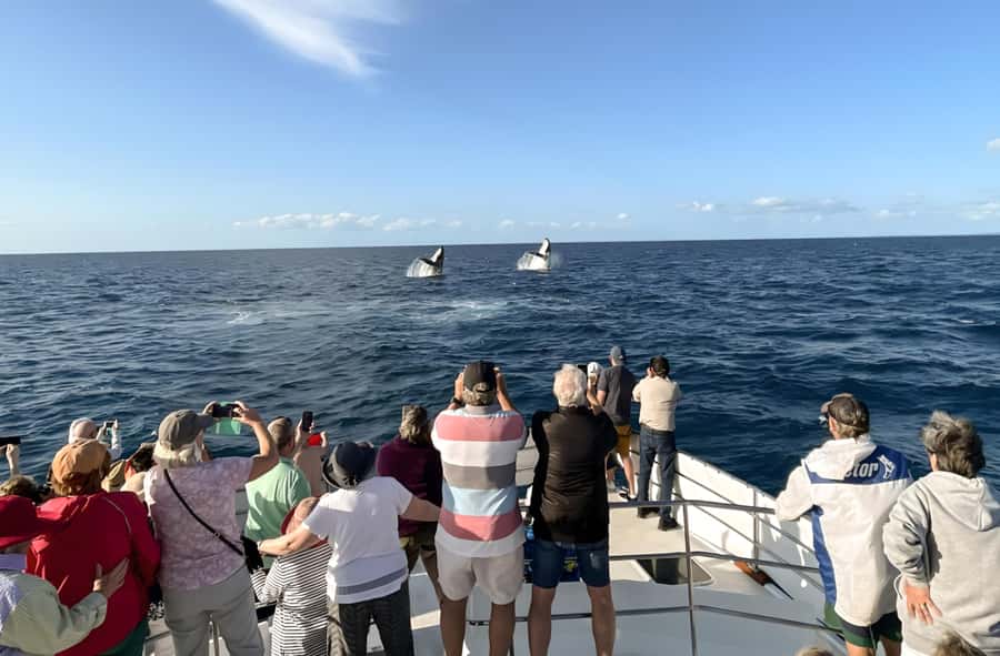 Hervey Bay Whale Odyssey Cruise - Food that changes the value calculation