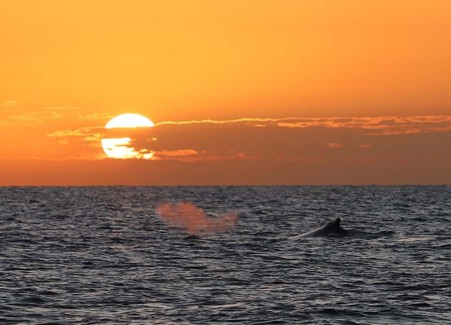 Hervey Bay Whale Odyssey Cruise - Crew commentary and the hydrophone