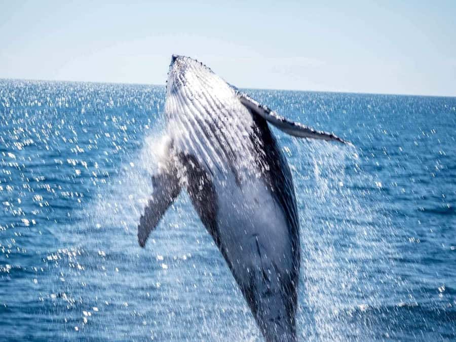 Hervey Bay Whale Odyssey Cruise - Who will enjoy this cruise most?