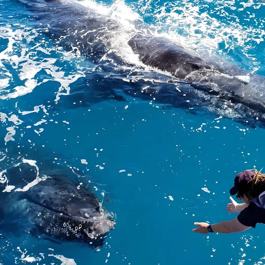 Hervey Bay Whale Odyssey Cruise - Practical tips for a better day