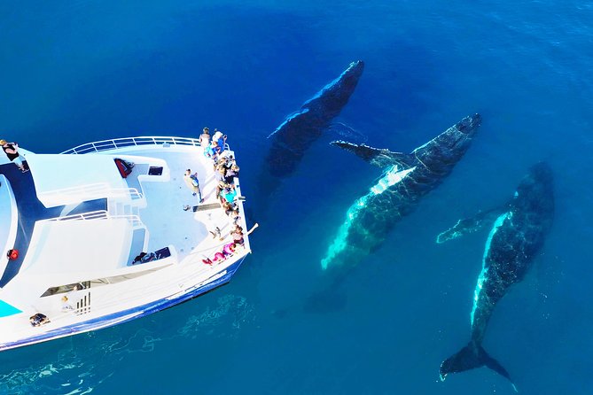 Hervey Bay Whale Watching Cruise - Key things to know before you book