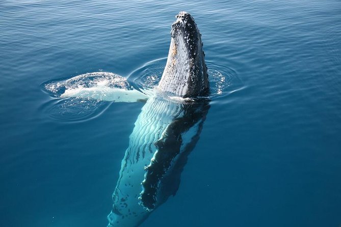 Hervey Bay Whale Watching Cruise - Commentary, hydrophones, and the six-language service