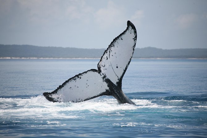 Hervey Bay Whale Watching Cruise - Tea, cake, and the return antipasto platter