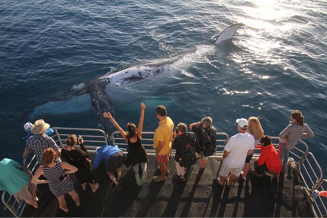 Hervey Bay Whale Watching Cruise - A good choice for children and mixed-age families