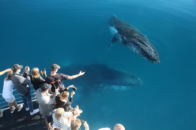 Hervey Bay Whale Watching Cruise - Weather, sea conditions, and the whale guarantee