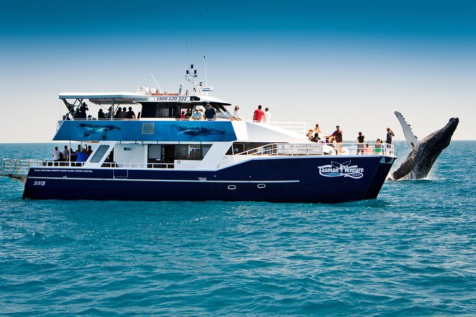 Hervey Bay Whale Watching Cruise - The catamaran and the best place to watch