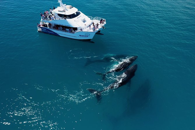 Hervey Bay Whale Watching Experience - What humpback behavior you might see