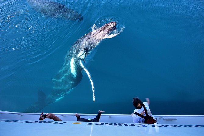 Hervey Bay Whale Watching Experience - Morning cruise or afternoon and sunset cruise?