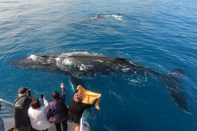 Hervey Bay Whale Watching Experience - Food, drinks, and the practical comforts onboard
