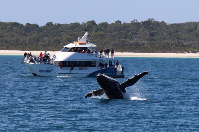 Hervey Bay Whale Watching Experience - Cruising beside K’gari and watching for dolphins