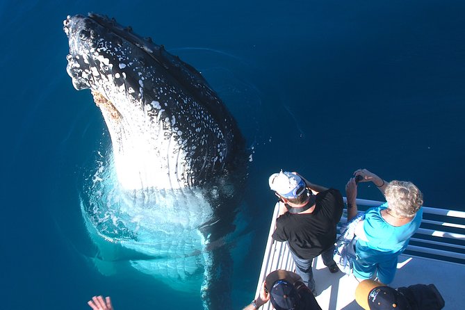 Hervey Bay Whale Watching Experience - Hearing whales through the onboard hydrophone
