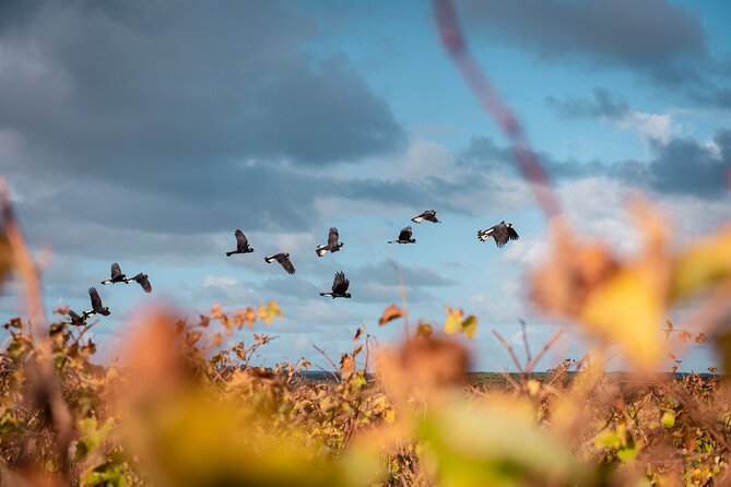 Hidden Gems: Boutique Full-Day Wine, Farm & Lunch Tour - Olio Bello: olive oil and the day’s best meal