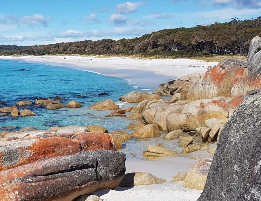 Hobart: 4 Day Wild Tasmania Tour - Bay of Fires: orange rocks beside the Tasman Sea
