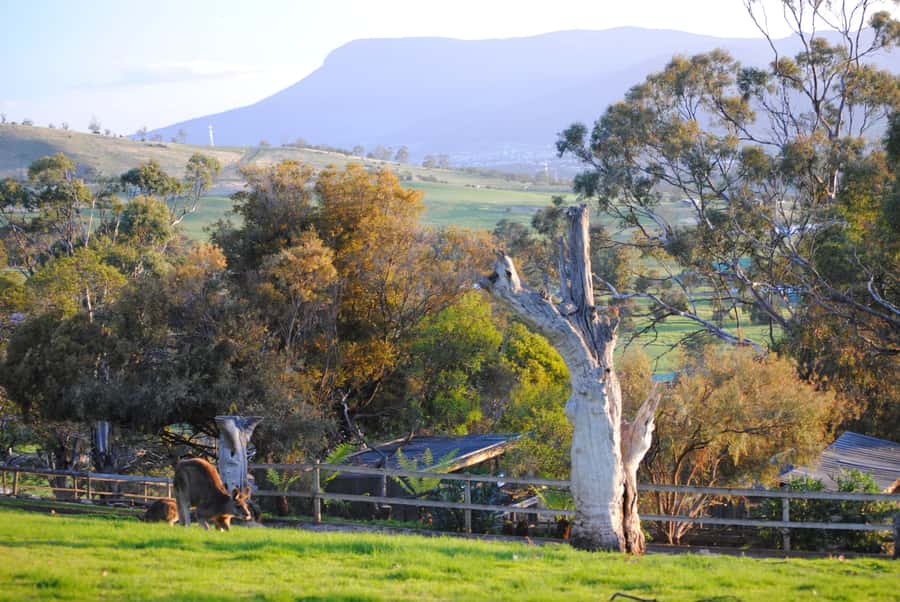 Hobart: Admission Ticket to Bonorong Wildlife Sanctuary - Why Bonorong feels different from a normal zoo