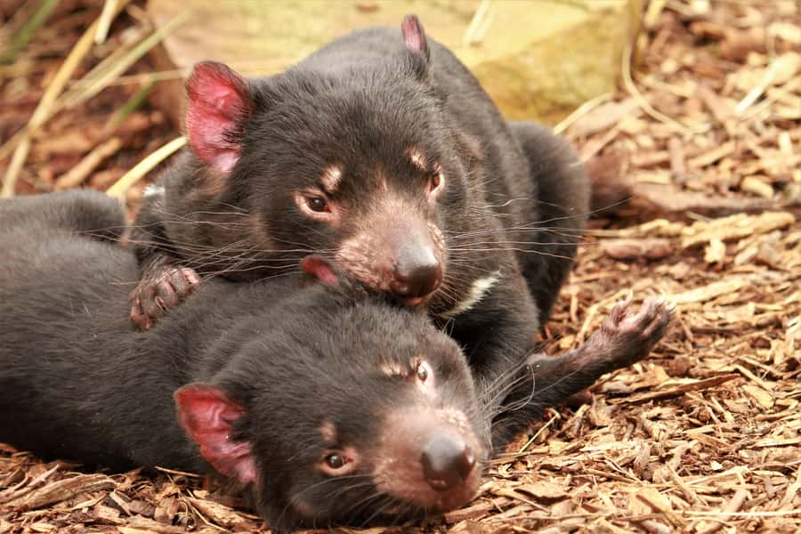 Hobart: Admission Ticket to Bonorong Wildlife Sanctuary - Meet Tasmanian devils with a proper explanation