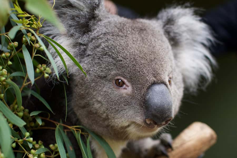 Hobart: Admission Ticket to Bonorong Wildlife Sanctuary - Plan for sun, walking, and a full day