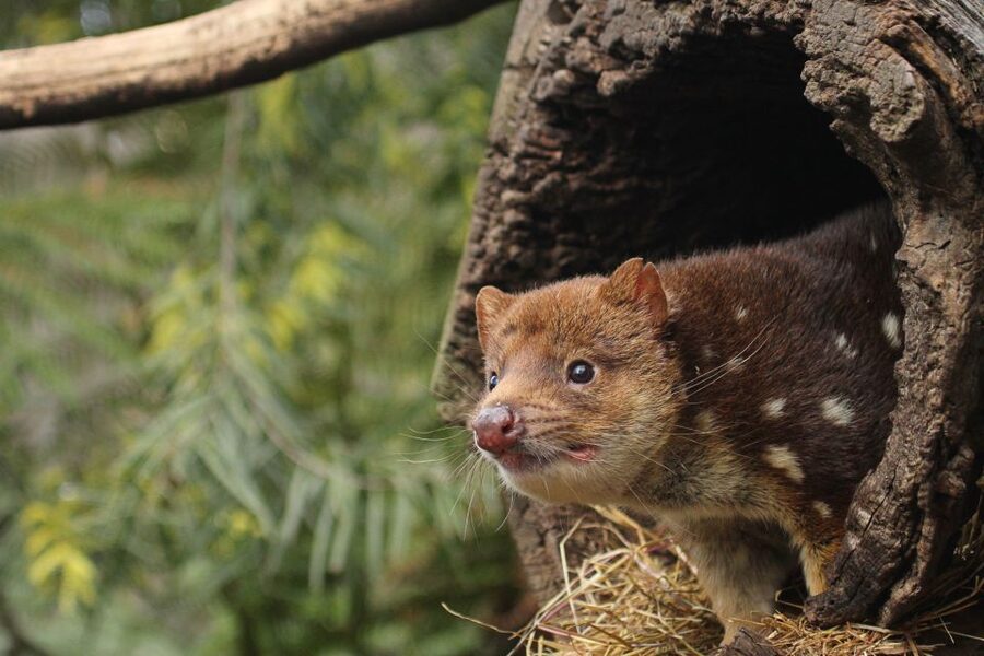 Hobart: Admission Ticket to Bonorong Wildlife Sanctuary - Is the $25 admission good value?