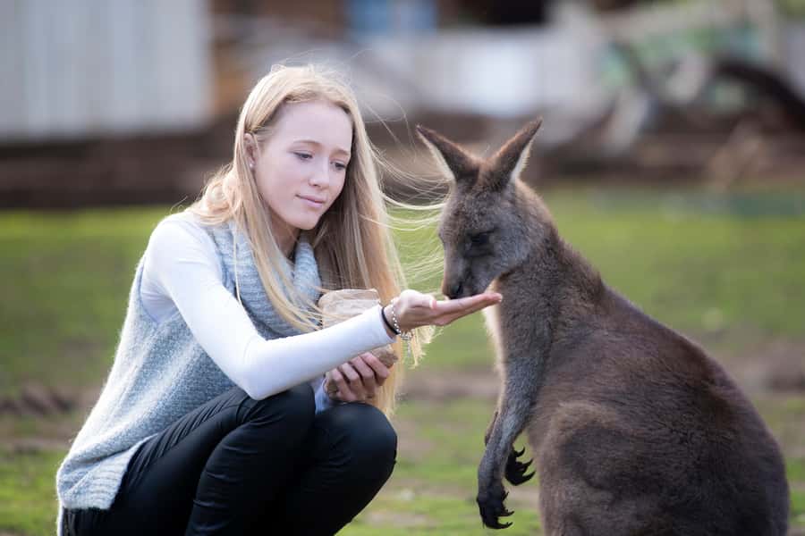 Hobart: Admission Ticket to Bonorong Wildlife Sanctuary - Start with the kangaroos and wallabies