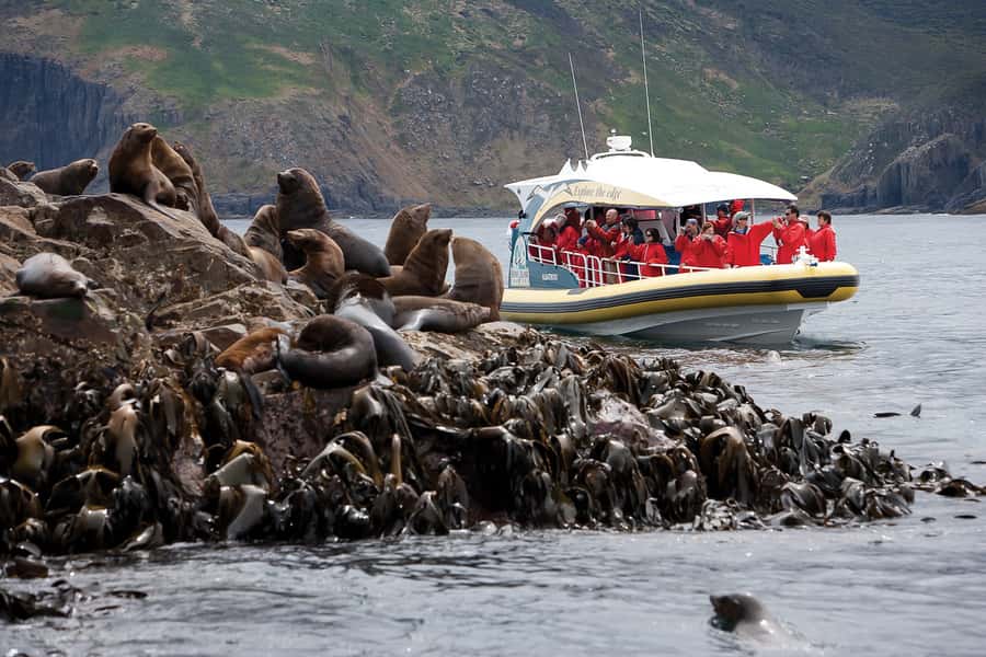 Hobart: Bruny Island Wilderness Coast Eco Cruise with Lunch - Friar Rocks and the Australian fur seals