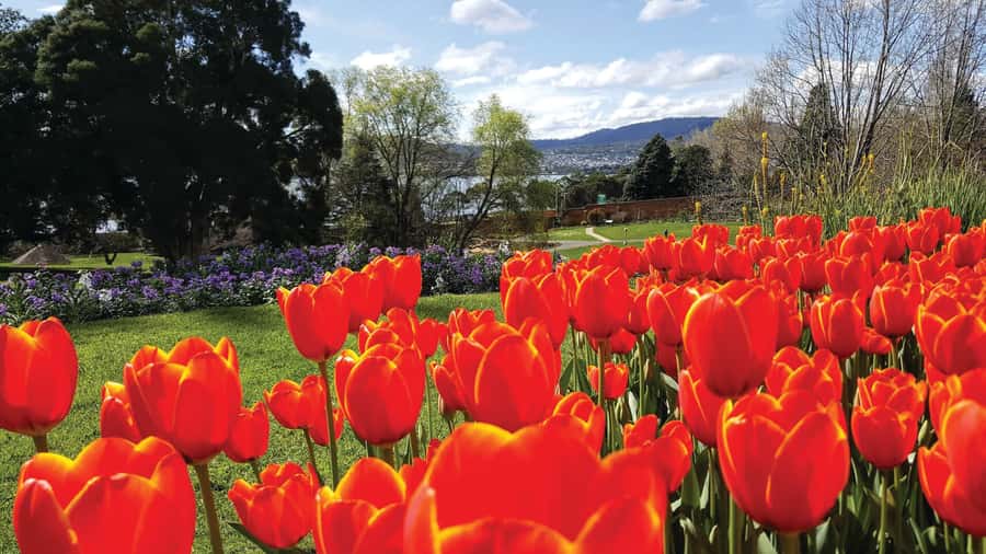 Hobart City Sightseeing Tour including MONA Ticket - What makes this Hobart day worthwhile