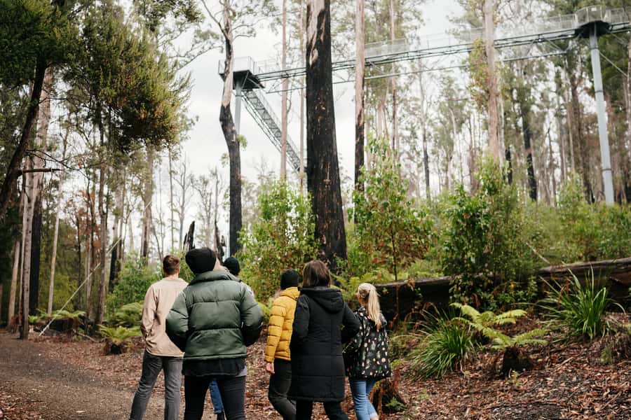 Hobart: Hastings Cave, Tahune Airwalk and Huon Tasting Trail - Why this southbound day trip works