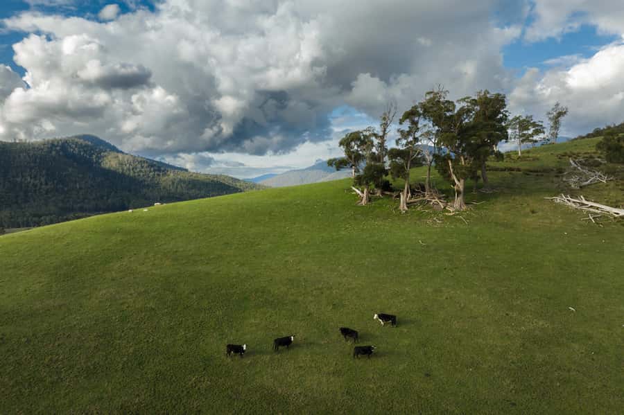 Hobart: Hastings Cave, Tahune Airwalk and Huon Tasting Trail - What the $141 price really covers